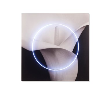 Neon Lily - Kelly Hoppen